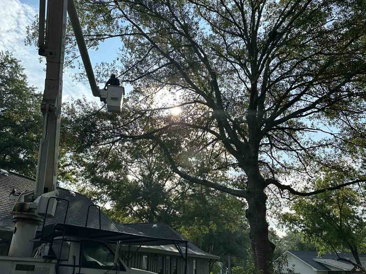 El Costeño Tree Service LLC